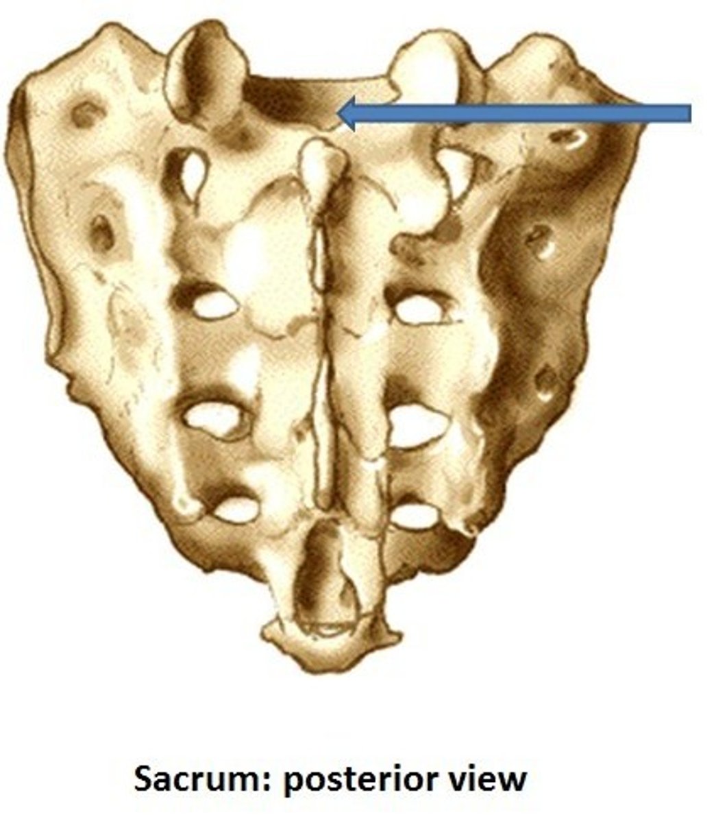 <p>The spinal nerves (cauda equina) travel through this portion of the vertebral canal.</p>