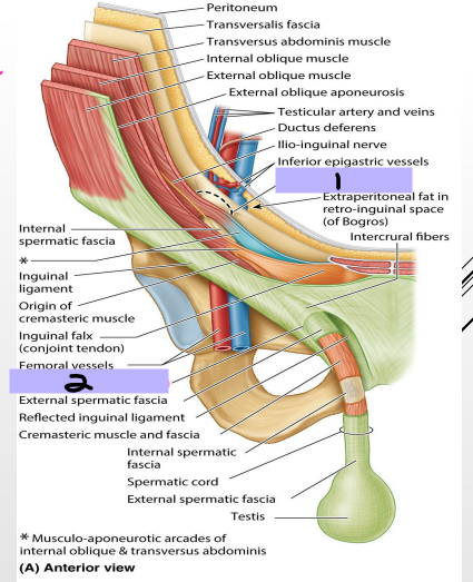 <p><strong>Inguinal Canal</strong></p><p>-_______ _______ _______ (#1)</p><ul><li><p>The spermatic cord starts here and goes for 4cm before reaching #2</p></li></ul><p>-__________ _________ ______ (#2)</p><p>-Anterior wall → aponeurosis of the external oblique muscle </p><p>-Posterior wall → transversalis fascia</p><p>-Floor → inguinal ligament</p><p>-Roof → fibers of the transversus abdominis and internal oblique muscles </p>