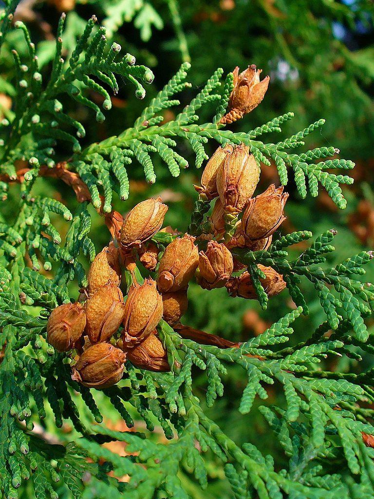 <ul><li><p>moist (bogs), rocky sites</p></li><li><p>red / brown bark develops light grey fibrous vert strips</p></li><li><p>scale-like flat leaves</p></li><li><p>repro: small cones in clusters</p></li></ul>
