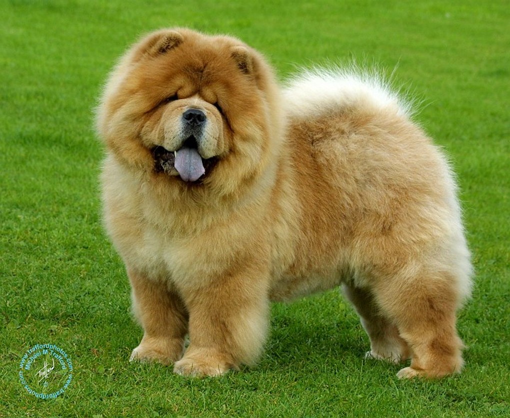 <p>Chow Chow</p>