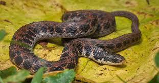 Kirtland's   Snake