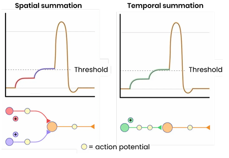 <ul><li><p>Many different pre-synaptic neurones collectively trigger a new action potential by combining the neurotransmitter they release, to exceed the threshold value.</p></li></ul><p></p>