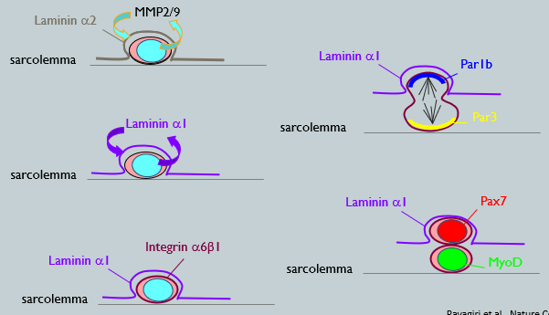 <p>The satellite cell is not passive in its niche; it actively remodels its own extracellular matrix to create an asymmetric environment that reinforces its asymmetric division. <br></p><p>Basal lamina is a niche component, it is a Laminin-containing supramolecular structure that anchors to the cell surface (sarcolemma - plasma membrane) via the Laminin receptors.</p><p><br>The process involves:</p><ol><li><p>Initial State: The quiescent satellite cell is surrounded by a basal lamina rich in Laminin-α2.</p></li><li><p>Activation: Upon activation, the satellite cell secretes enzymes (MMP2/9) that degrade the existing laminin.</p></li><li><p>Remodeling: The cell then deposits new laminin isoforms, creating a polarized niche. It lays down Laminin-α1 on its basal side.</p></li><li><p>Polarized Adhesion: The cell expresses Integrin-α6β1, a laminin receptor, which helps anchor it within this newly remodeled, asymmetric laminin environment.</p></li><li><p>The daughter cell that remains in contact with the laminin-rich basal lamina (Pax7+) is more likely to retain its stem cell characteristics, capable of self-renewal. Whereas, the daughter cell that moves away from the basal lamina (MyoD+) differentiates into a myoblast porgenitor.<span>&nbsp;</span></p></li></ol><p></p><p>This active remodeling of the ECM basal lamina is thought to be crucial for establishing the cell polarity (e.g. segregation of Par proteins) required for proper asymmetric division.</p>