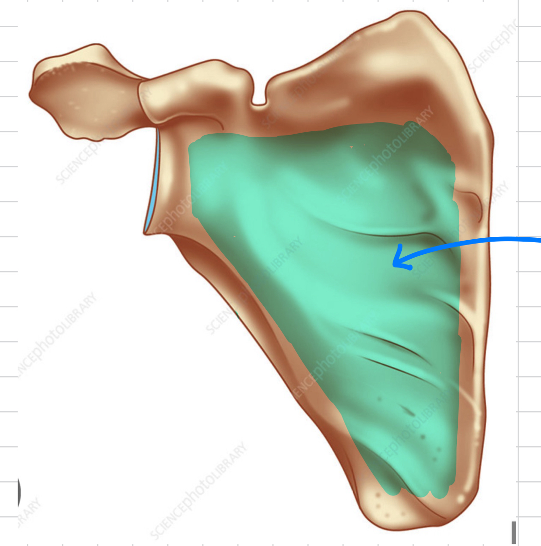 knowt flashcard image