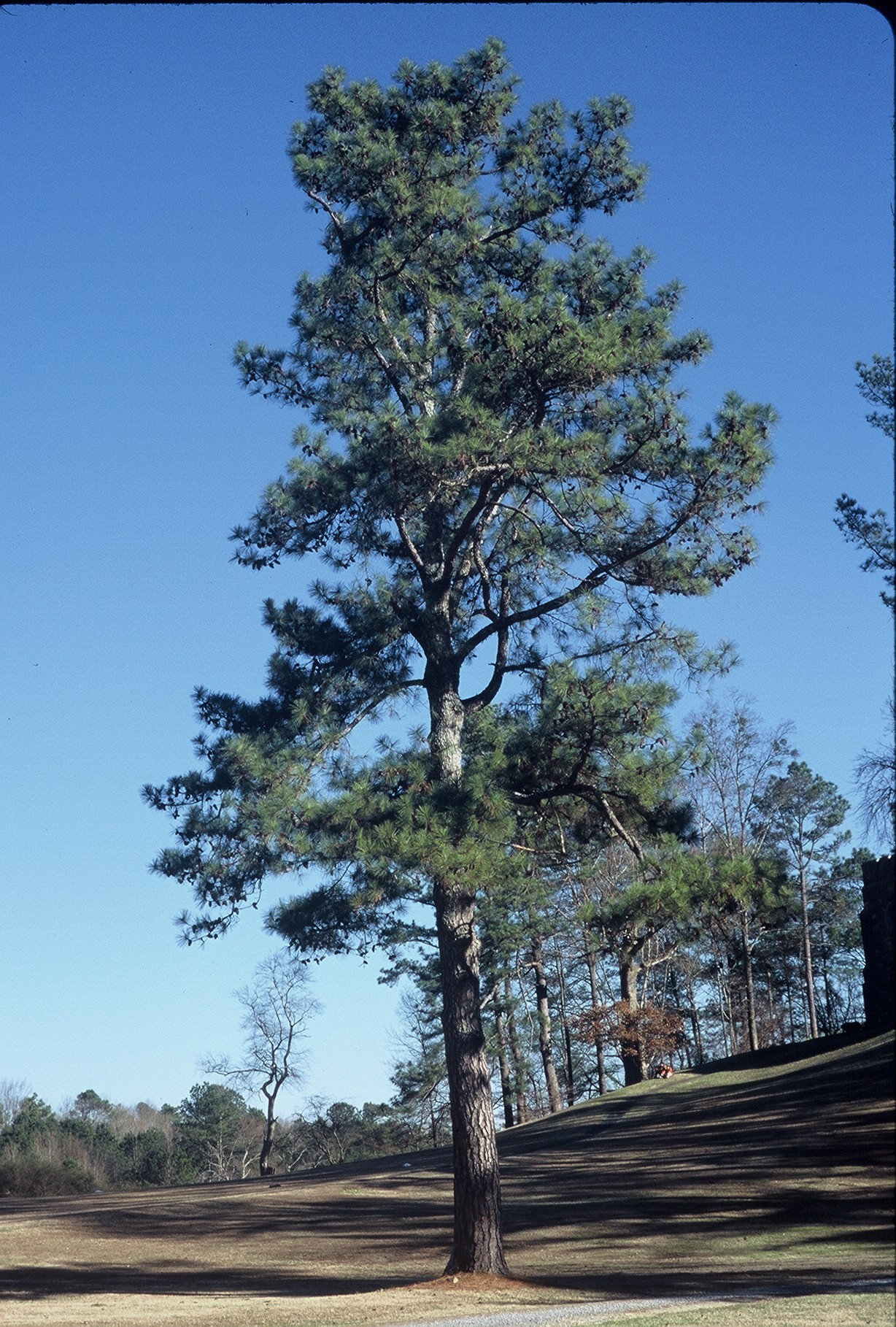 <p>Identify this species</p>