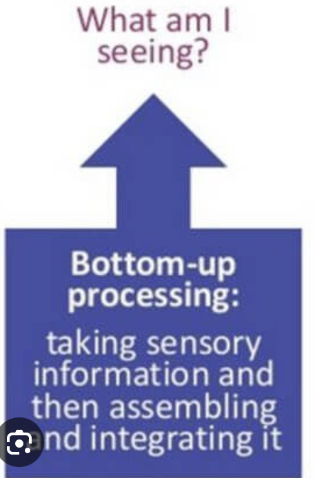 <p>constructing a perceptual experience from parts of sensory </p>