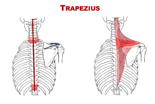 <p>Spinal accessory nerve CrN XI, and DPR C3, C4.</p>