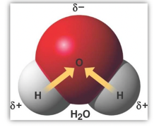 <p><span style="font-family: Calibri, sans-serif">Water is a polar molecule, as it contains polar bonds (type of covalent bond where electrons are shared unequally between two atoms)</span></p><ul><li><p><span style="font-family: Calibri, sans-serif"><em>The negative side of one water molecule is attracted to the positive side of another.</em></span></p></li><li><p><em>This polarity allows water to form hydrogen bonds, which are crucial for many of its unique properties, including high surface tension and solvent capabilities. </em></p></li></ul><p></p><p></p>