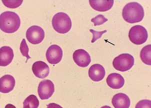 <p>what cells are these?</p>