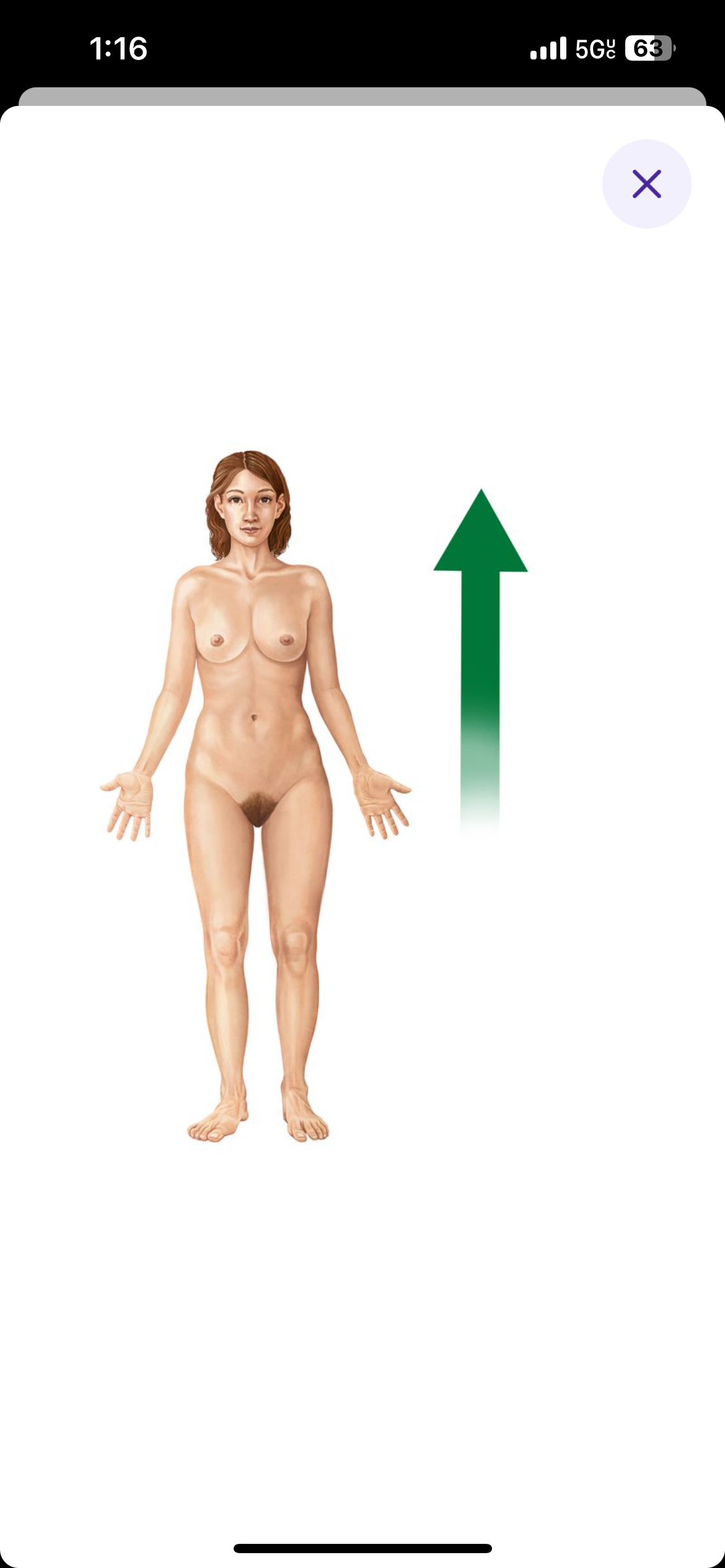 <p>Refer to the front of the body </p>