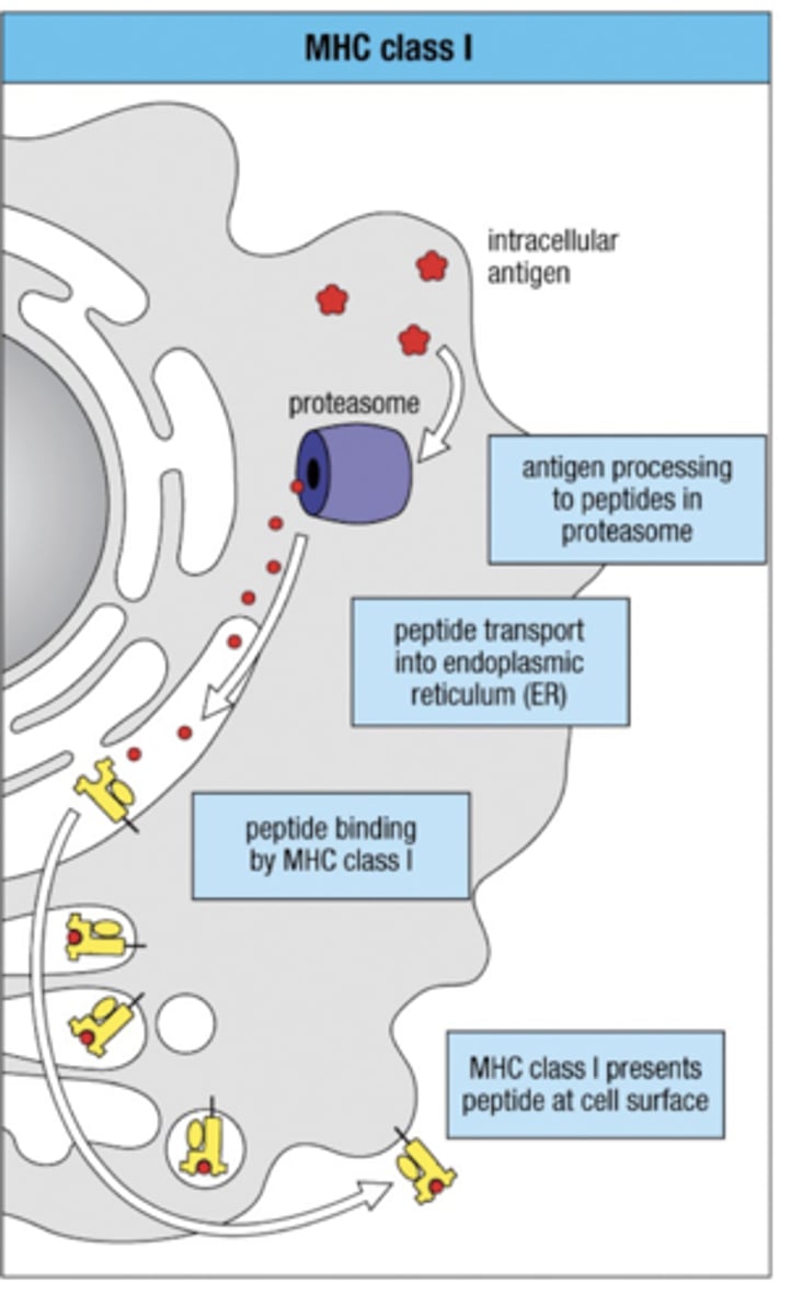 <p>Antigen processing pathway </p><p>- 1. intracellular antigen cut up into peptides via proteasome </p><p>- 2. Peptides allowed to enter ER via TAP (transporter associated w/ antigen processing) </p><p>- 3. Peptides meet and bind to MHC class I in Endoplasmic Reticulum (ER) </p><p>- 4. Bound MHC class 1 leaves via Golgi Apparatus to present antigen peptide on cell surface </p>