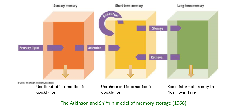 <ul><li><p>Unattended info is quickly lost</p></li><li><p>If attended = goes into STM</p></li><li><p>Unrehearsed = info is lost </p></li><li><p>If rehearsed = goes into LTM</p></li></ul><p>How long do stores last?</p><ul><li><p>Sensory =  msec- secs</p></li><li><p>STM = secs-mins</p></li><li><p>LTM = days, years, indefinitely</p></li></ul>