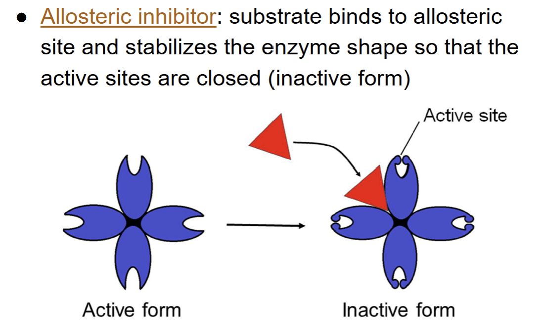 <ul><li><p>allosteric activator → a substrate binds to the allosteric site and changes the enzyme’s shape to keep the active site open and working properly <br></p></li><li><p>allosteric inhibitor → a substrate binds to the allosteric site and changes the enzyme’s shape so the active site closes, keeping the enzyme inactive </p></li></ul><p></p>