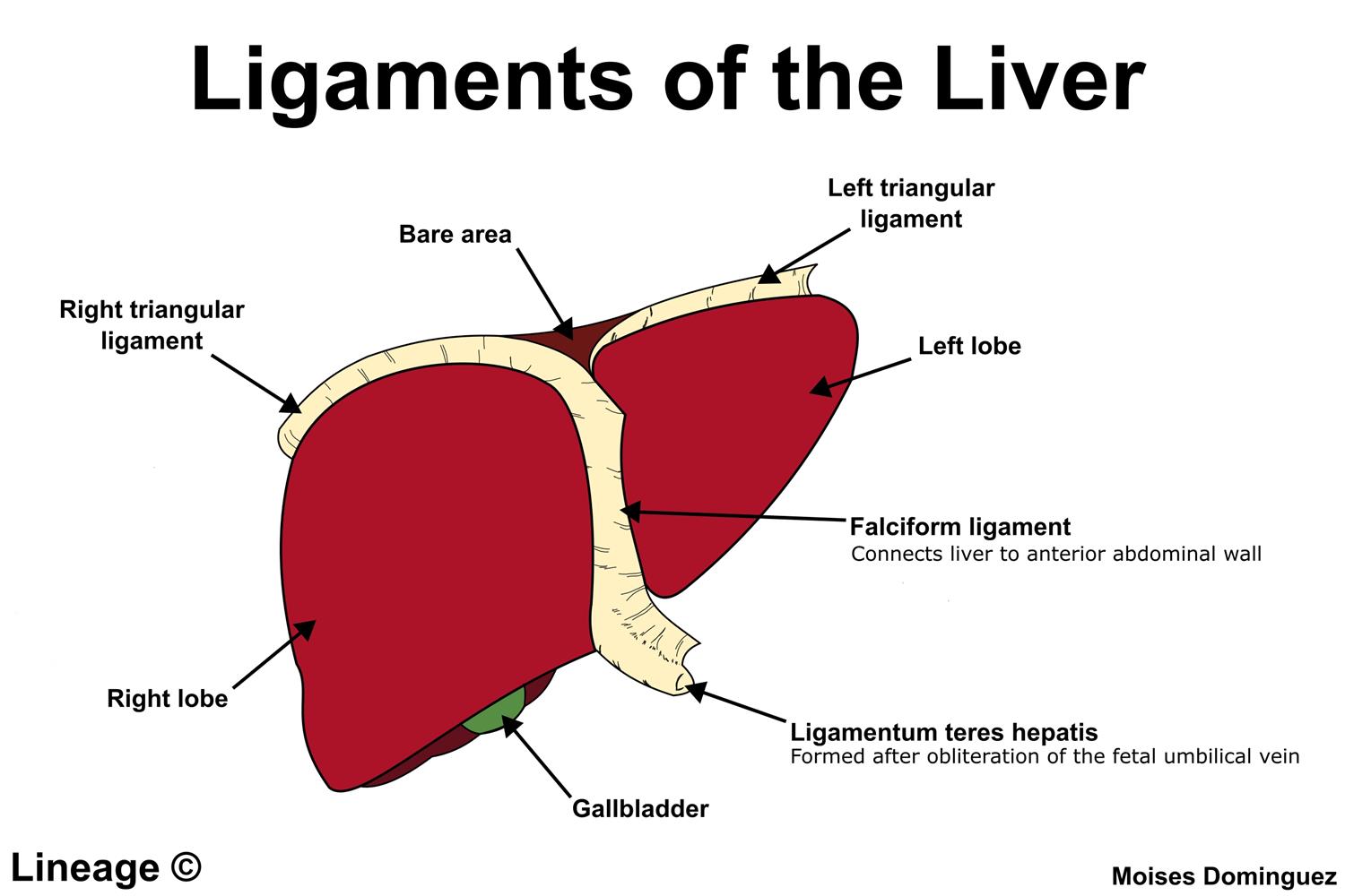 <p>a remnant of the fetal umbilical vein that runs from the umbilicus to the underside of the lower; the free, lower edge of the falciform ligament; also known as ligamentum teres hepatis&nbsp;</p>