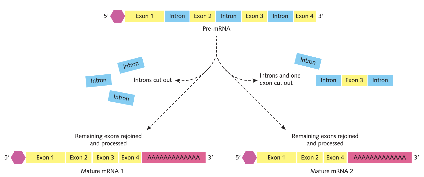 <p>RNA processing removes some exons along with the introns, producing mRNA molecules with different lengths and sequences from the same pre-mRNA sequence. Alternative splicing produces different polypeptides from the same genes, increasing the number of different protein products. </p>