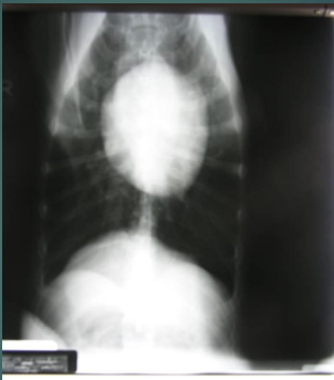 <p>which body part is this?</p>
