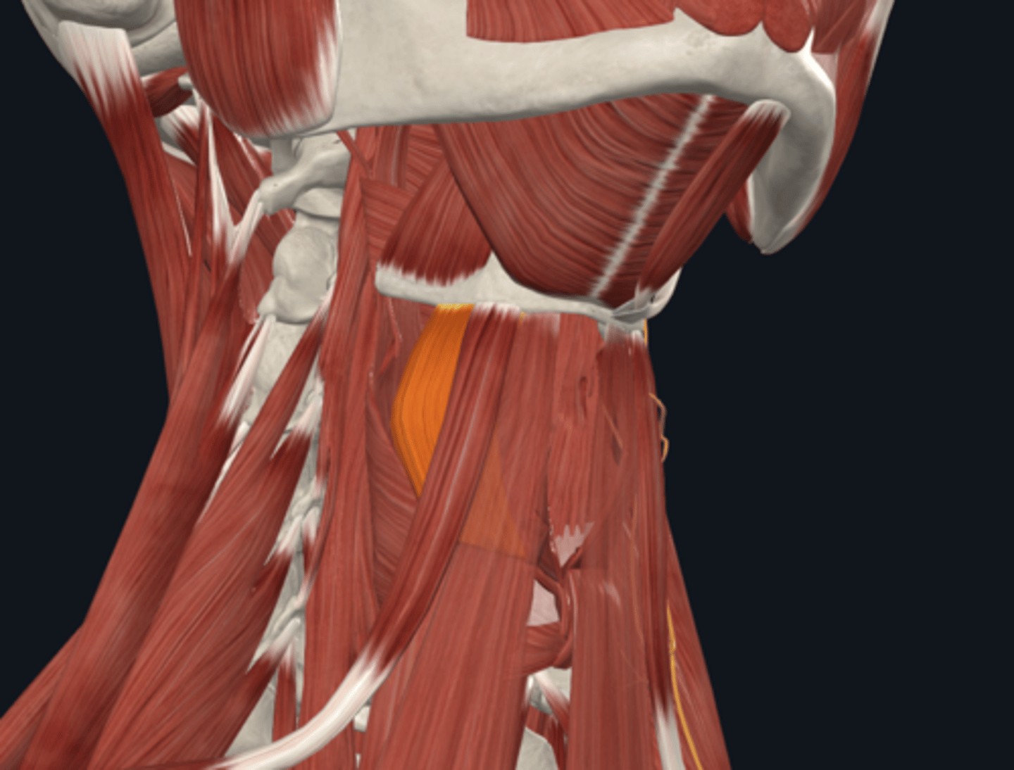 <p>What is the attachment of the Thyrohyoid muscle of the infrahyoid muscles? What is its fuction?</p>