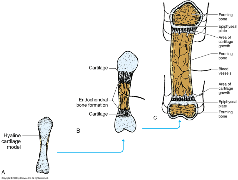<p><span>Between the two sections (epiphyses and diaphysis) is a block of cartilage known as this</span><strong>. </strong><span>Within this plate is the interstitial growth of cartilage that causes the plate to lengthen. The cartilage allows for directional growth.</span></p>