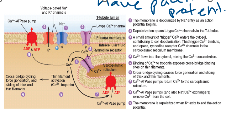 <p>(10) For skeletal and cardiac muscle, list the ion channels involved in excitation-contraction  coupling and what stimulus opens those channels.</p><p>cardiac: node cells have ________</p>