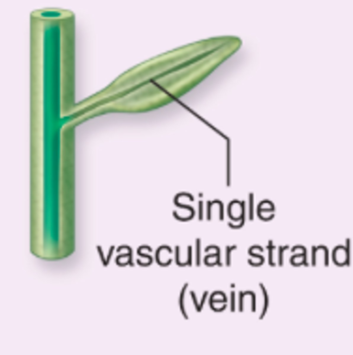 <p>A singular vein</p>