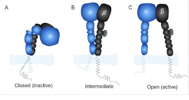 <p><strong>état inactif: </strong>faible affinité</p><p><strong>état actif: </strong>haute affinité.</p><p>→ L’activation par les chimiokines change donc la conformation de l’intégrine et permet l’arrêt du leucocyte.</p>