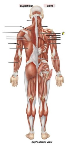 <p>identify the muscle</p>