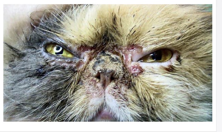 <p>Feline idiopathic facial dermatitis - breeds </p>