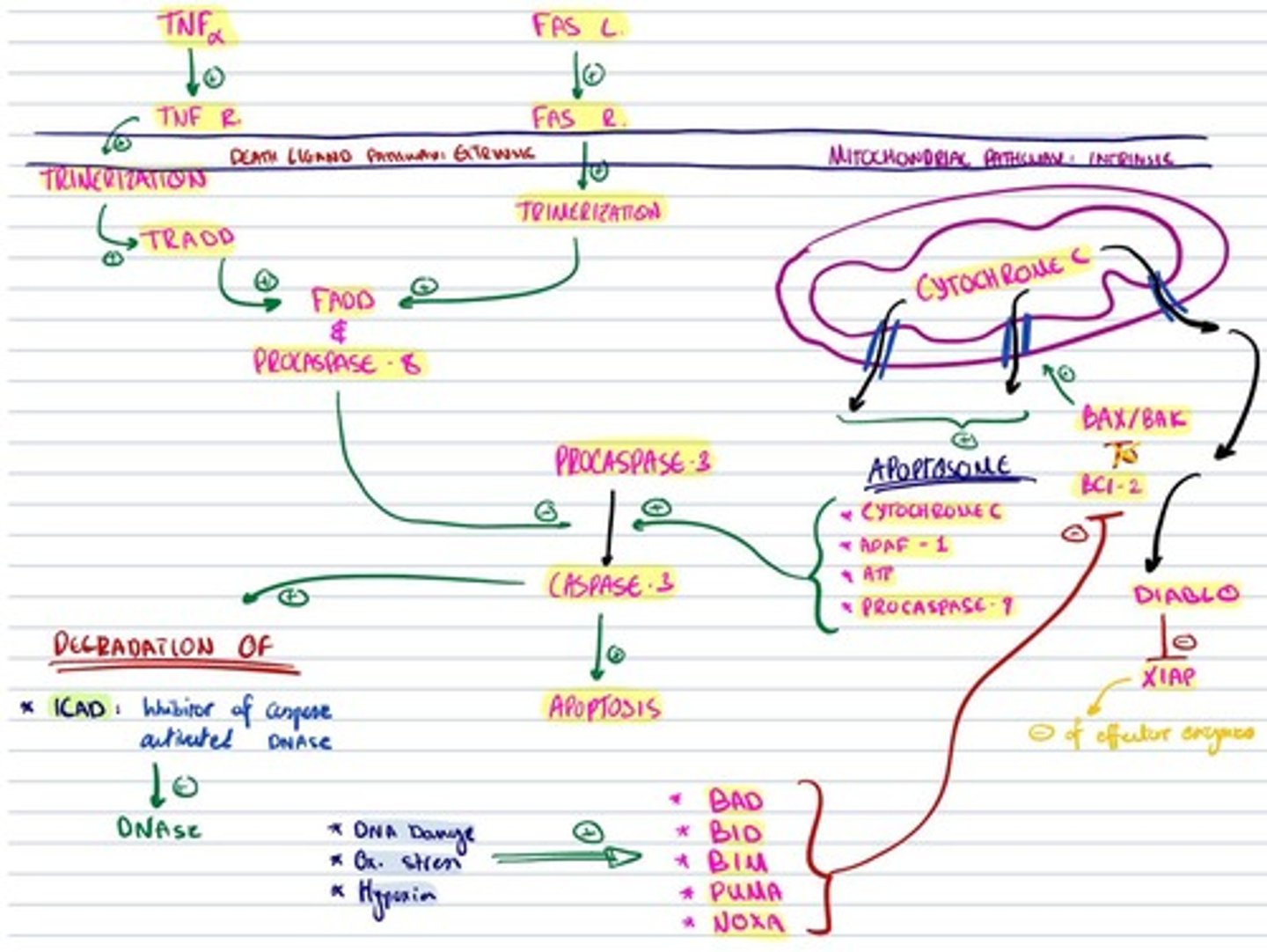 knowt flashcard image