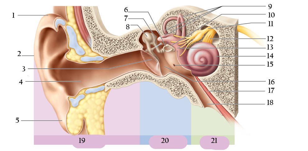 <p>Ear 2-11</p>