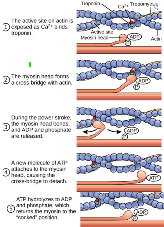 <p>Action potential reaches end of motor neuron → ACh released into synaptic cleft → ACh binds to muscle cell receptors and causes depolarization of muscle cell (triggers action potential) → Action potential spreads through T tubules → Calcium channels open in sarcoplasmic reticulum → calcium ions released into muscle cell cytoplasm → calcium binds to troponin and tropomyosin and causes proteins to move allowing actin and myosin to interact → with ATP hydrolysis myosin filaments slide over actin (shorten) causing contraction</p>