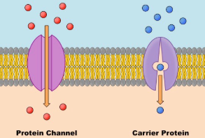 <ul><li><p>Since the cell membrane itself is made of lipids, which are non-polar &amp; therefore don’t allow polar molecules to pass easily,<strong> transport proteins</strong>&nbsp;like<strong> aquaporins</strong>&nbsp;aid in the transport of substances into the cell.&nbsp;</p></li><li><p>Furthermore, there are two kinds of transport proteins: <strong>Channel proteins</strong> and <strong>Carrier proteins</strong></p><ul><li><p>Channel proteins provide a Hydrophilic channels within their membrane spanning structure to essentially bypass the membrane(all passive transport)</p></li><li><p>Carrier proteins hold on to their&nbsp;“passengers” and modify their own shape to pass release their passengers into the cell(passive &amp; active Transport)</p></li></ul></li></ul><ul><li><p><strong>Aquaporins</strong>(<em>channel</em>), specifically, are incredibly important to bring water into the cell and are responsible for<em> most</em>&nbsp;of the supply a cell gets&nbsp;</p></li></ul><p></p>