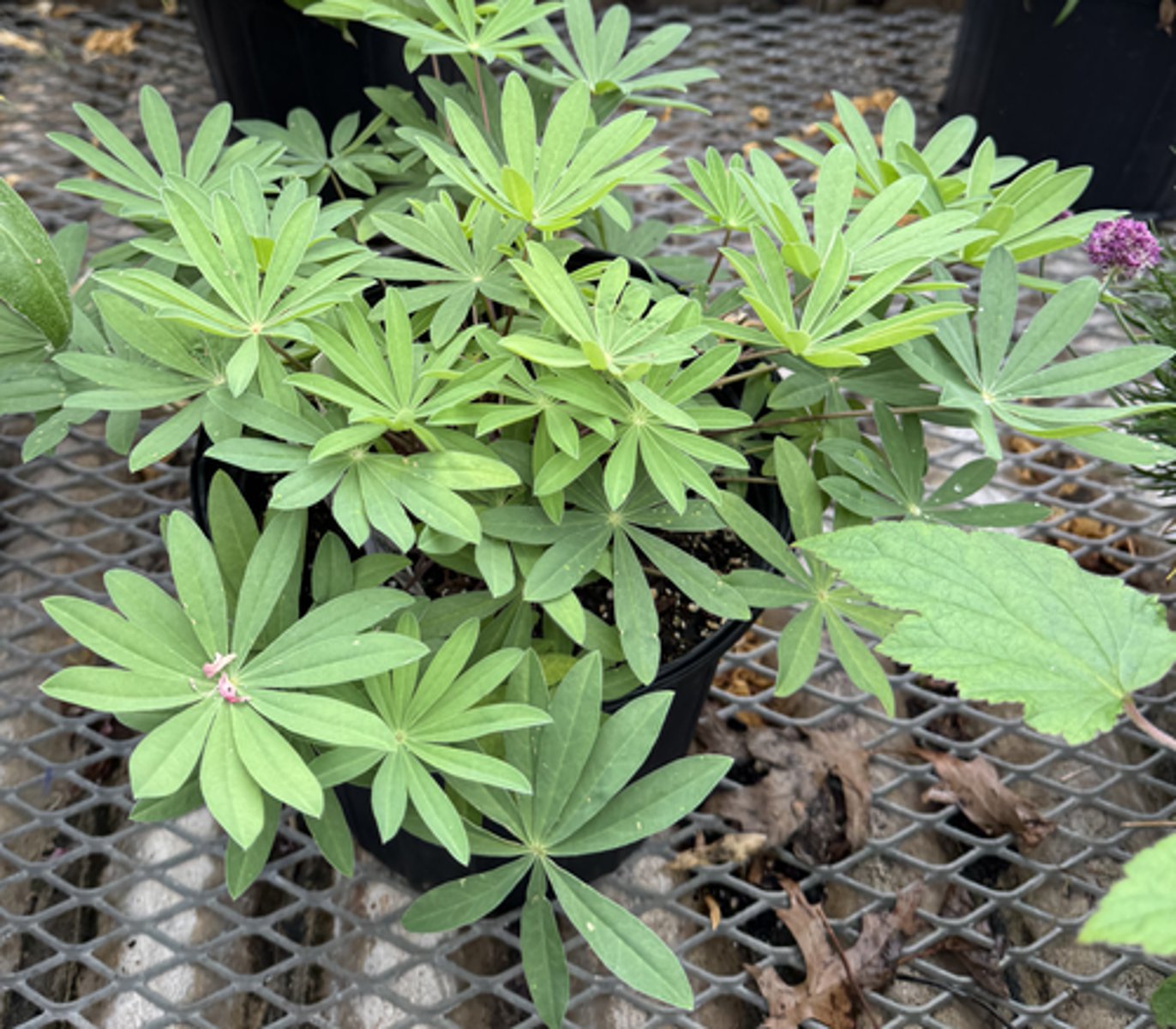 <p>What is the common name for this plant?</p>