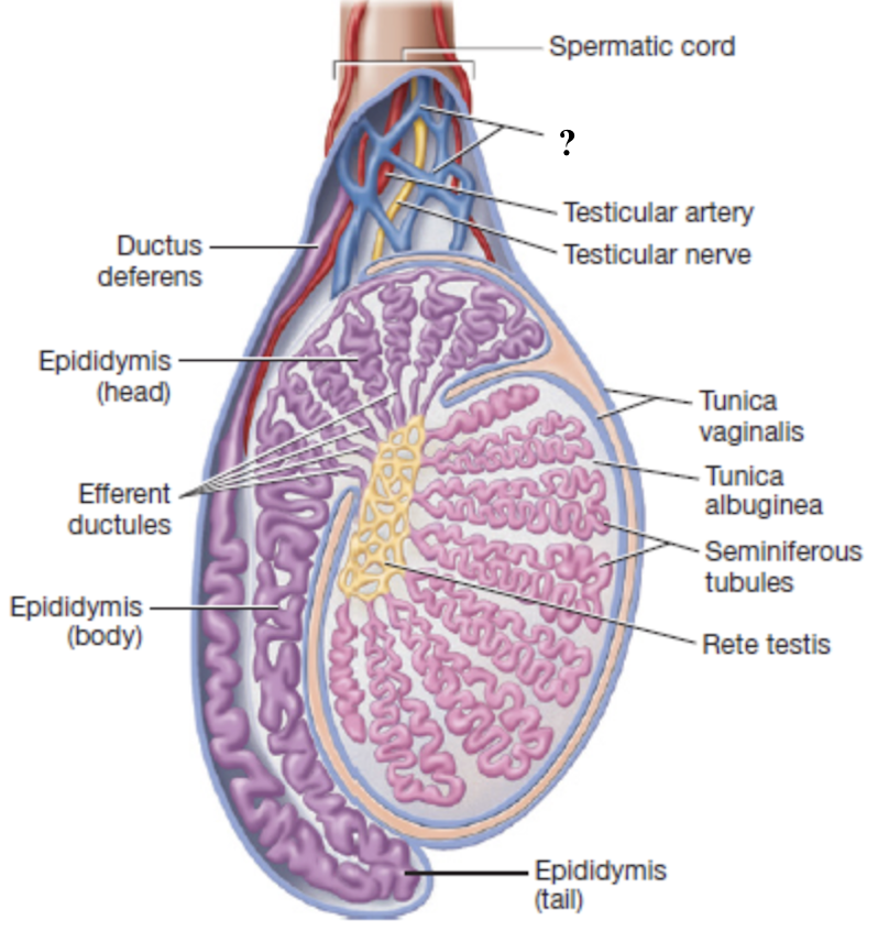 <p>network of slender veins surrounding the testicular artery </p><ul><li><p>drains deoxygenated blood from the testes </p></li><li><p>acts as countercurrent heat exchanger</p></li><li><p>lowers arterial blood temperature </p></li></ul><p></p>