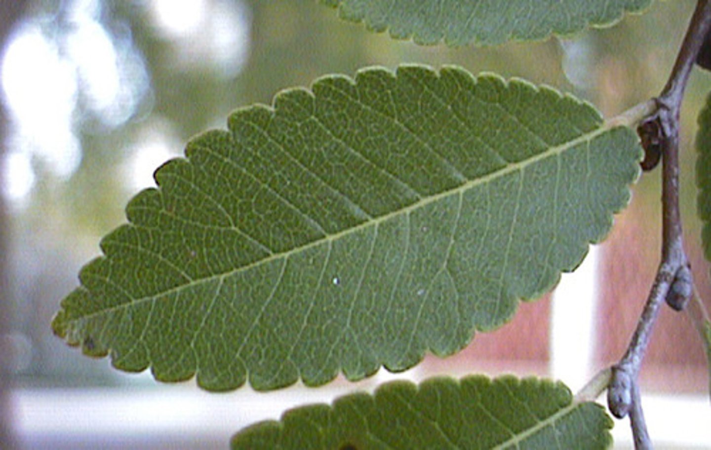 <p>a shrunk version of the dentate leaf margin</p>