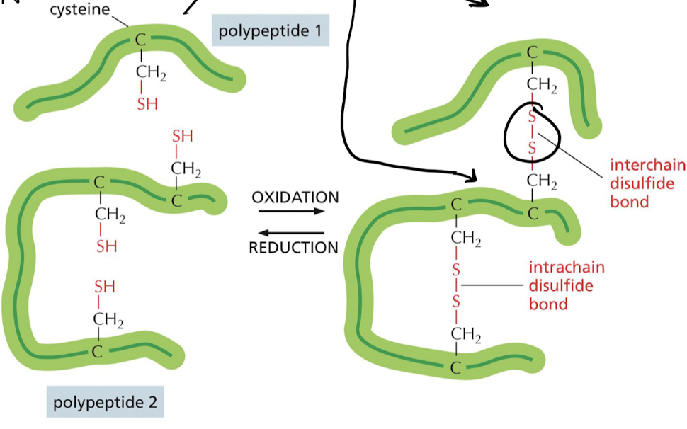 * Usually occur on extracellular proteins


* link 2 amino acids of same protein together
* help stabilize the protein
  * ex) S-S bond in cysteine 