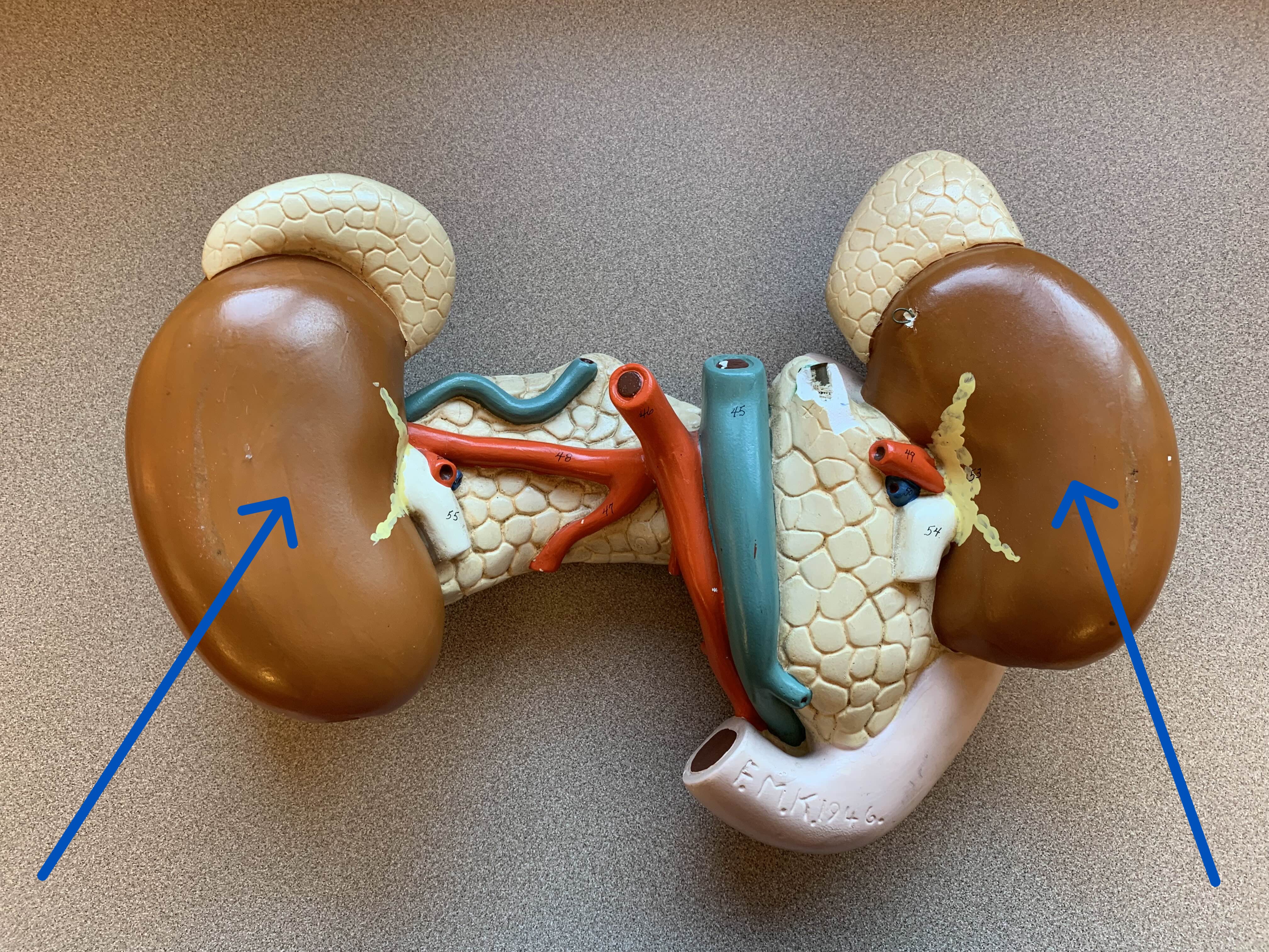<p>What organ is this?</p>