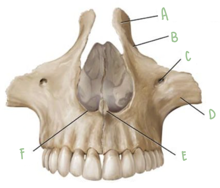 <p>Name the part of the maxillae labeled E</p>
