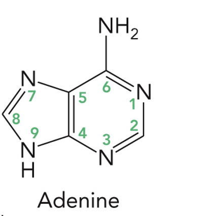 <p>C 2’- Hydroxyl (OH)</p><p>Base: Adenine</p><p>Nucleoside: Adenosine</p><p>Nucleotide: Adenosine-5’-monophosphate or adenylate (AMP)</p>