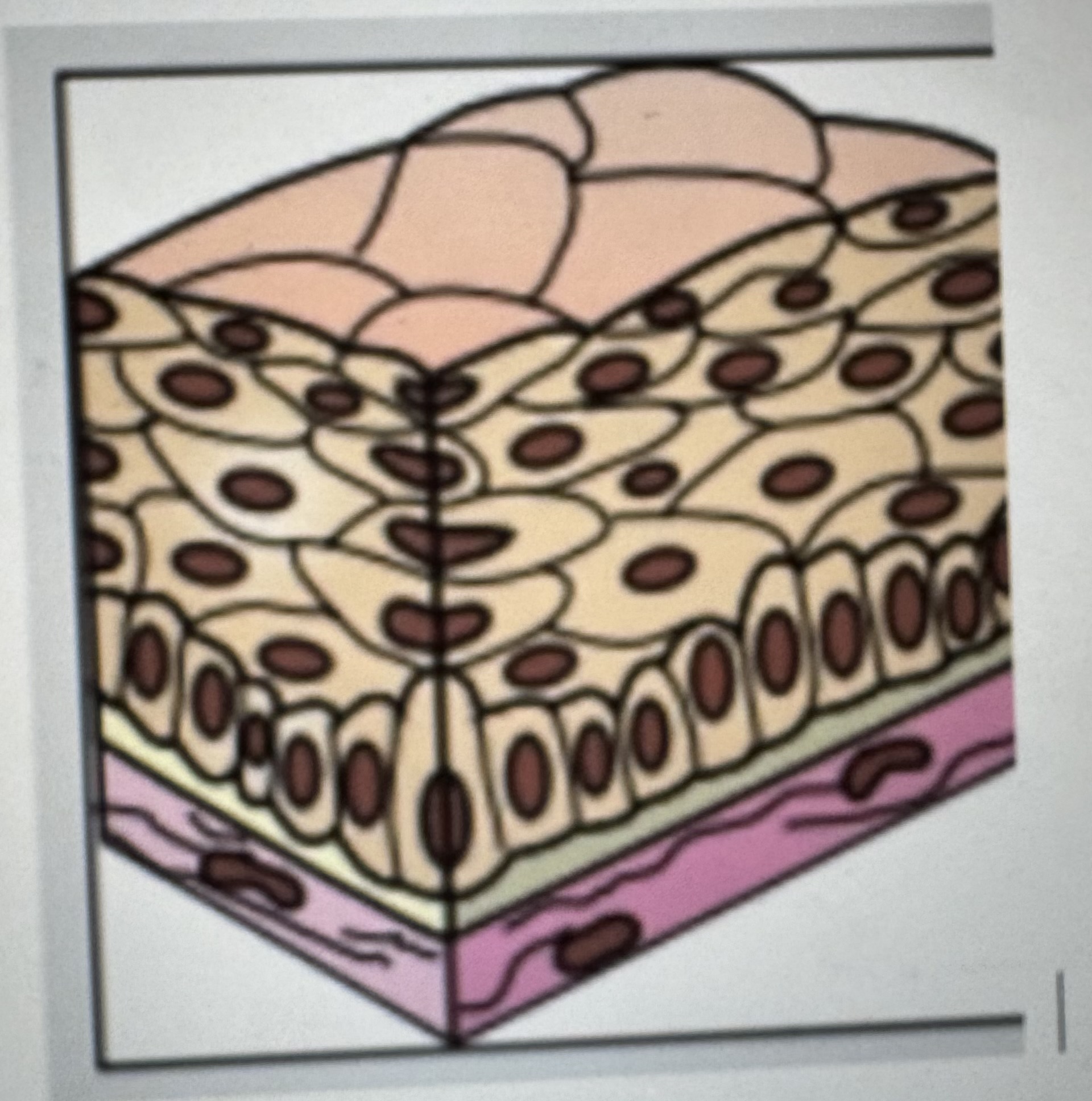 <p>Label identify and classify epithelial tissue </p>