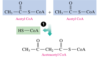 <p>2 acetyl CoA’s combine to form acetoacetyl coA by losing 1 coA (condensation) </p><p>- reverse to last step of beta oxidation </p>