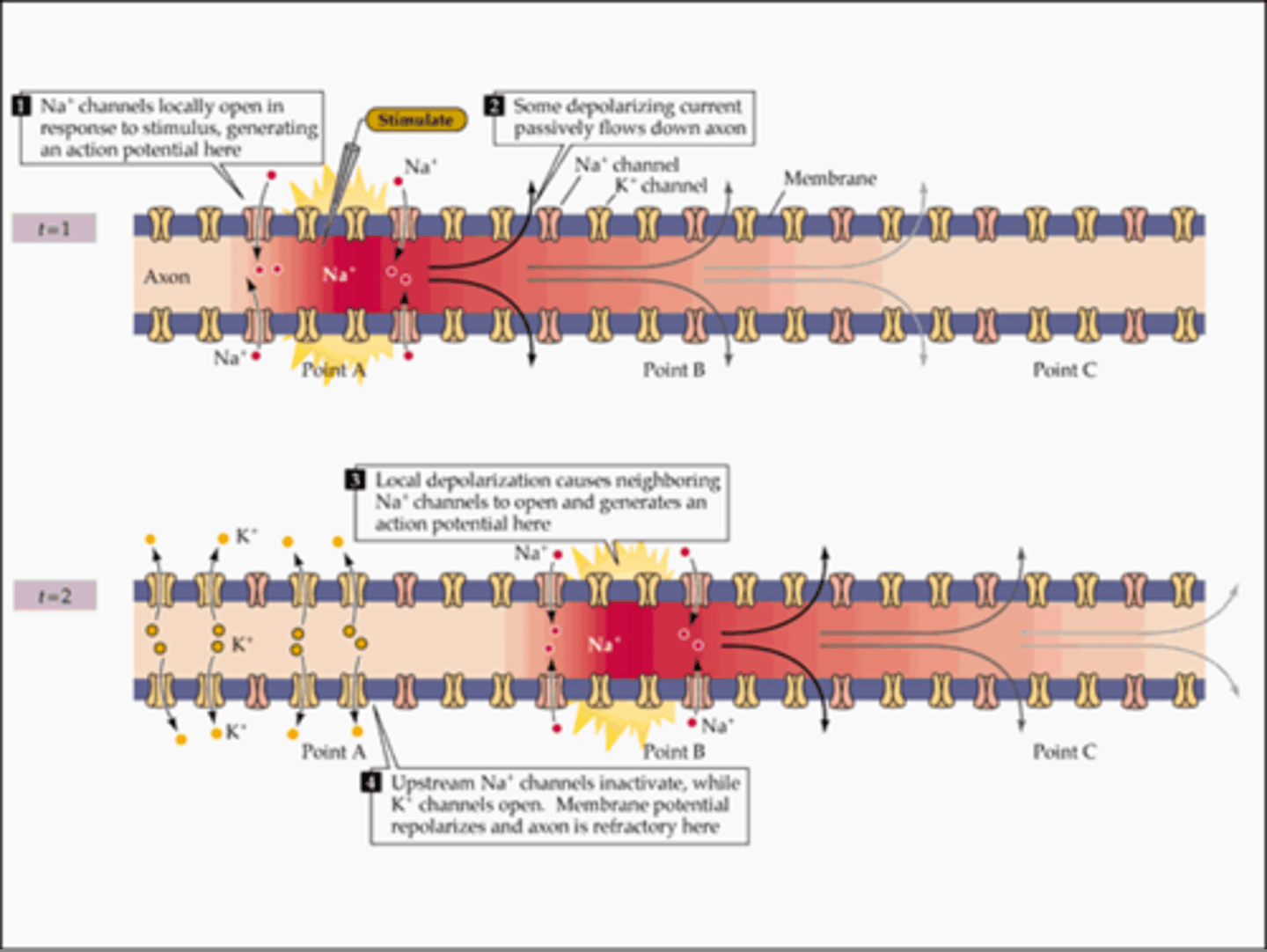 <p>The processes of depolarization and repolarization repeat, causing the action potential to "travel" down the axon, toward the axon terminal.</p>