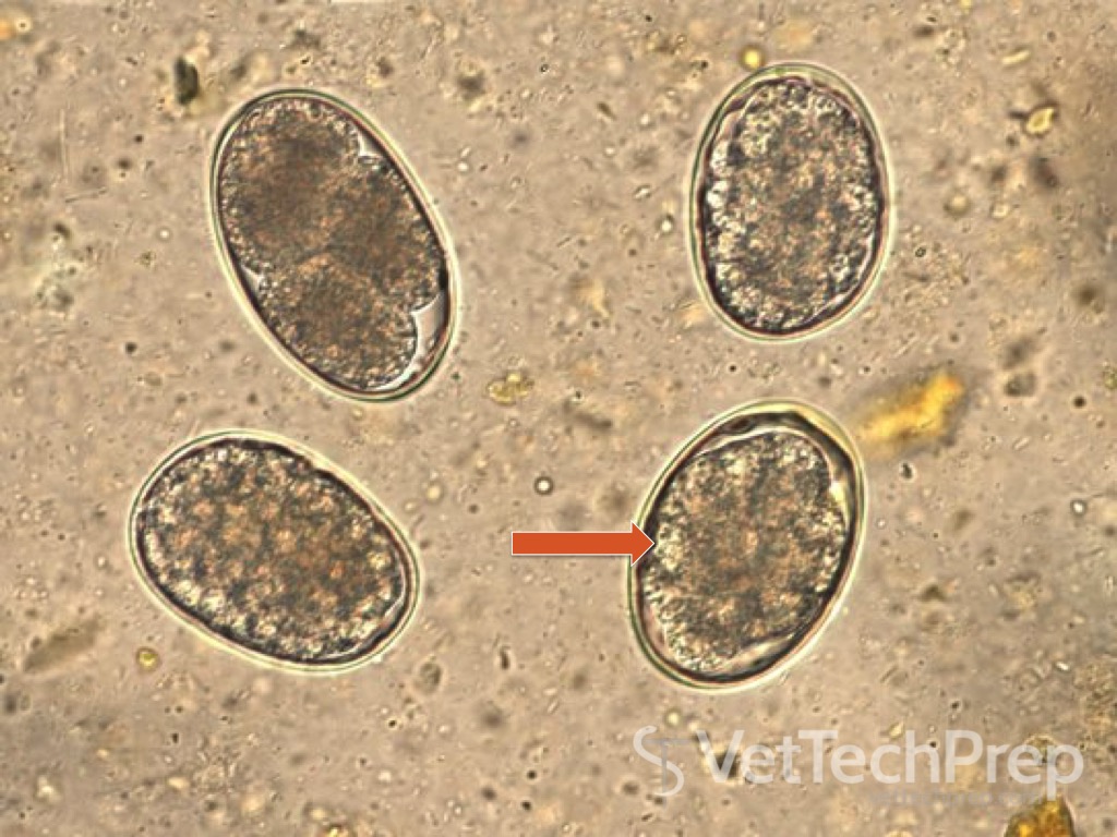 <p>what parasite is this?</p><p>is it zoonotic?</p><p>whats its scientific name?</p>