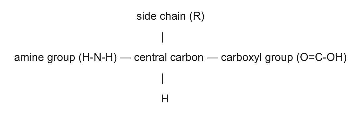 <p>central carbon, r side chain, carboxyl, amine, H</p>