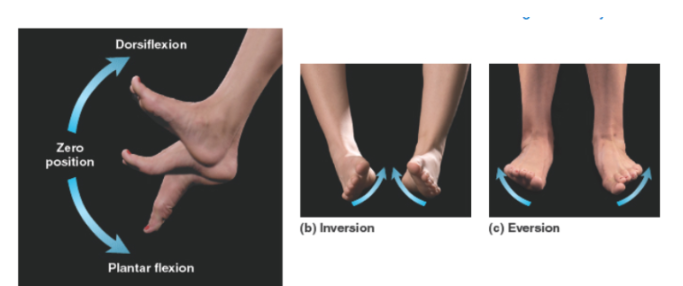 <p>Dorsiflexion.</p>