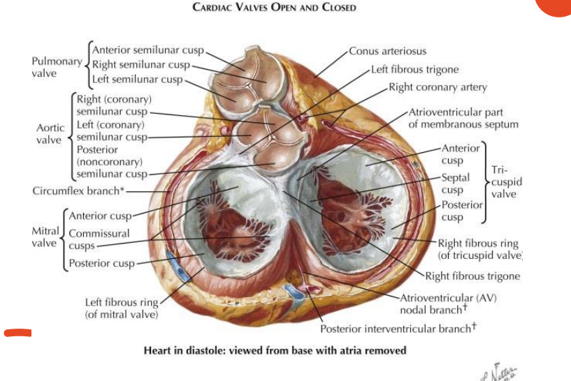 <p>Components and anatomy are the same as Aortic valve • </p><p>Nodule of Arantius • </p><p>Lunule</p>
