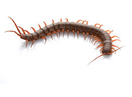 <p>centipedes (duizendpoten)</p>