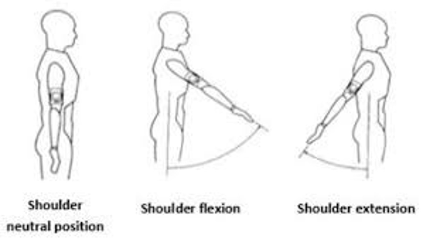 <p>Flexion &amp; Extension</p>