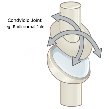 <p>Oval-shaped condyle bone fits into elliptical cavity of another; synovial joint that does everything except rotating</p>