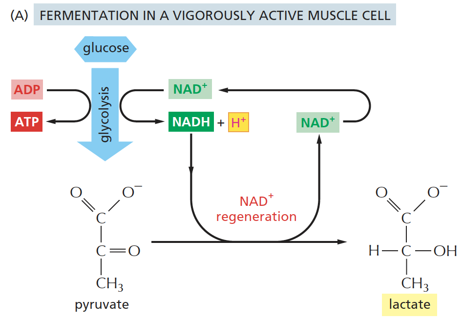 <p><strong>pyruvate → lactate</strong></p><p>*pyruvate is <strong><u>reduced</u></strong> to lactate, and NADH is<strong><u> oxidised </u></strong>to NAD⁺.</p>