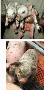 <p>Greasy pig disease (Exudative epidermitis) in <span style="color: rgb(230, 155, 255)">pigs</span></p>